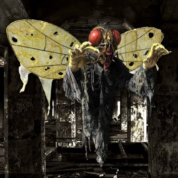 Fly Attack